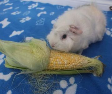 Can Guinea Pigs Eat Corn Husks? Safe Fibrous Treat Guide for Small Pets