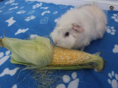 Can Guinea Pigs Eat Corn Husks? Safe Fibrous Treat Guide for Small Pets