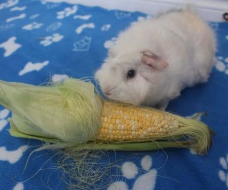Can Guinea Pigs Eat Corn Husks? Safe Fibrous Treat Guide for Small Pets