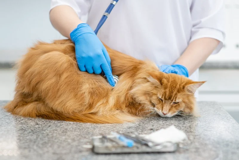 Benefits of FIV Testing for Cats: UK Feline Immunodeficiency Guide