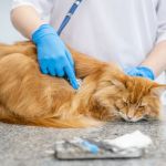 Benefits of FIV Testing for Cats: UK Feline Immunodeficiency Guide