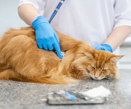 Benefits of FIV Testing for Cats: UK Feline Immunodeficiency Guide