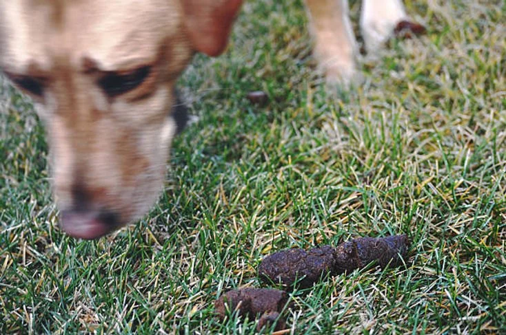 Why Do Dogs Eat Poop? Coprophagia Causes and Solutions