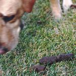 Why Do Dogs Eat Poop? Coprophagia Causes and Solutions