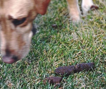Why Do Dogs Eat Poop? Coprophagia Causes and Solutions