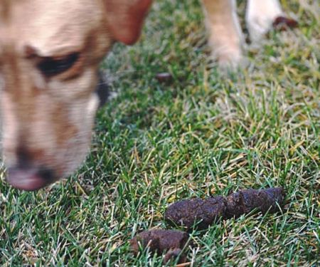 Why Do Dogs Eat Poop? Coprophagia Causes and Solutions