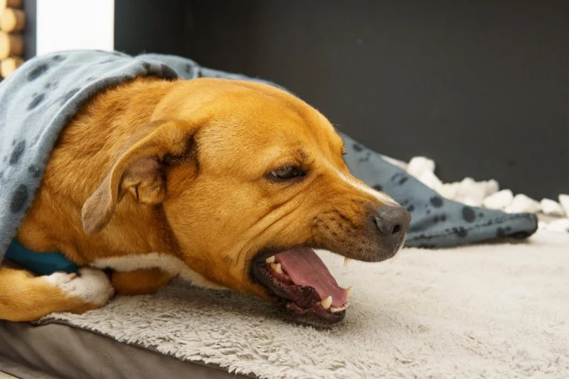 Dog Heart Disease Symptoms: Coughing and Fatigue Warning Signs Explained