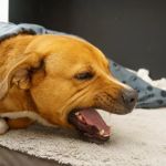 Dog Heart Disease Symptoms: Coughing and Fatigue Warning Signs Explained