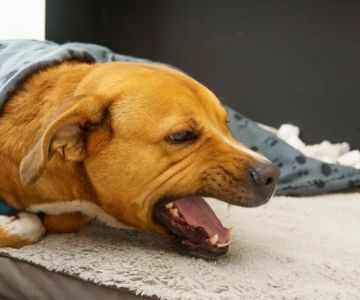 Dog Heart Disease Symptoms: Coughing and Fatigue Warning Signs Explained