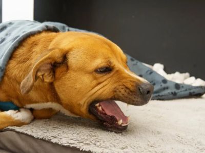 Dog Heart Disease Symptoms: Coughing and Fatigue Warning Signs Explained