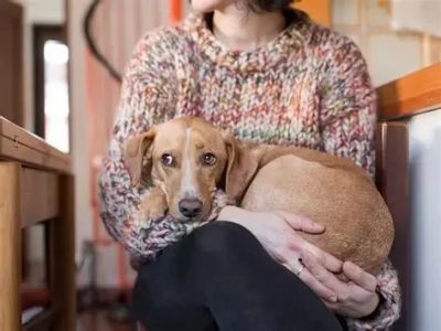 Why Is My Dog Shaking? 7 Causes and When to Worry