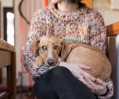 Why Is My Dog Shaking? 7 Causes and When to Worry