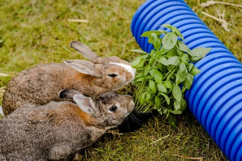 Can Rabbits Eat Basil? Safe Herb Guide for Bunny Owners
