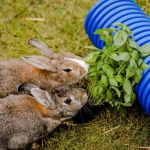 Can Rabbits Eat Basil? Safe Herb Guide for Bunny Owners