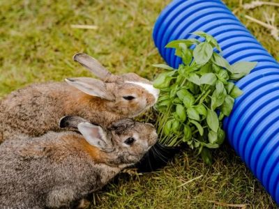 Can Rabbits Eat Basil? Safe Herb Guide for Bunny Owners