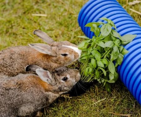 Can Rabbits Eat Basil? Safe Herb Guide for Bunny Owners