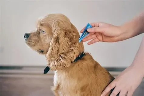 How Often Should You Deworm Your Dog? UK Parasite Prevention Guide
