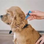 How Often Should You Deworm Your Dog? UK Parasite Prevention Guide