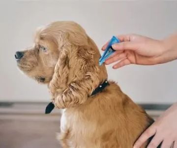 How Often Should You Deworm Your Dog? UK Parasite Prevention Guide