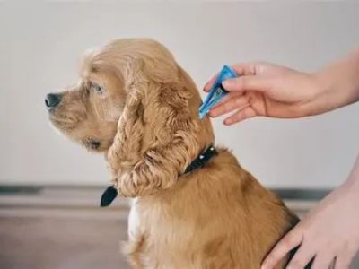 How Often Should You Deworm Your Dog? UK Parasite Prevention Guide