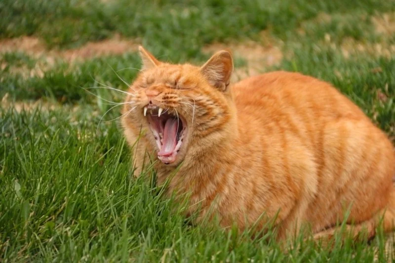 Why Does My Cat Yawn So Much? Causes and Signs to Watch