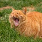 Why Does My Cat Yawn So Much? Causes and Signs to Watch