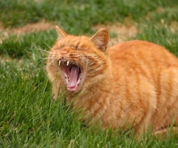Why Does My Cat Yawn So Much? Causes and Signs to Watch