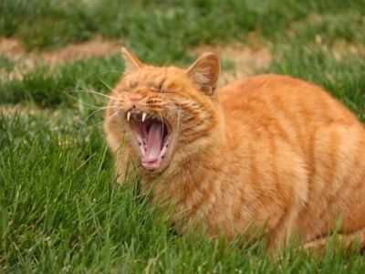 Why Does My Cat Yawn So Much? Causes and Signs to Watch