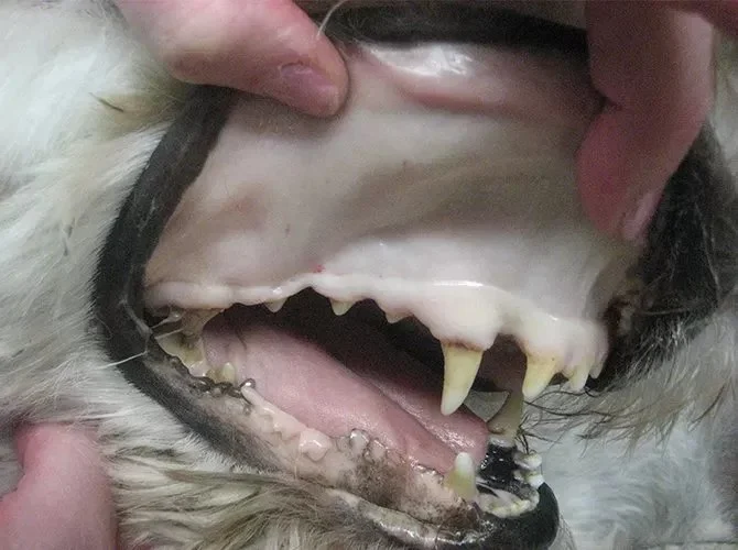 Dog Anaemia Symptoms: Pale Gums and Lethargy Guide