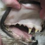 Dog Anaemia Symptoms: Pale Gums and Lethargy Guide