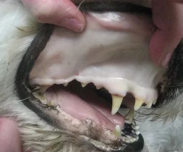 Dog Anaemia Symptoms: Pale Gums and Lethargy Guide