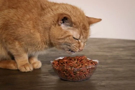 Why Is My Cat Dropping Food While Eating?