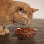 Why Is My Cat Dropping Food While Eating?