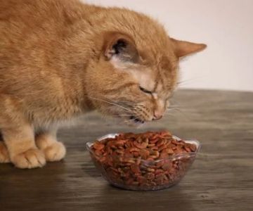 Why Is My Cat Dropping Food While Eating?
