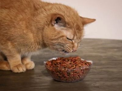 Why Is My Cat Dropping Food While Eating?
