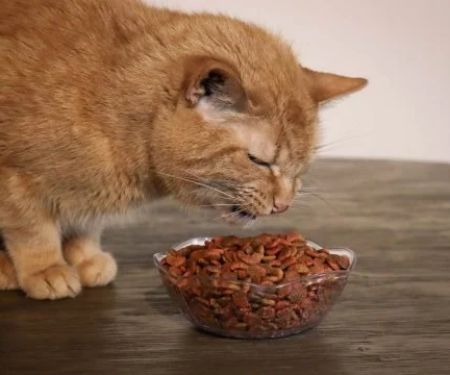 Why Is My Cat Dropping Food While Eating?