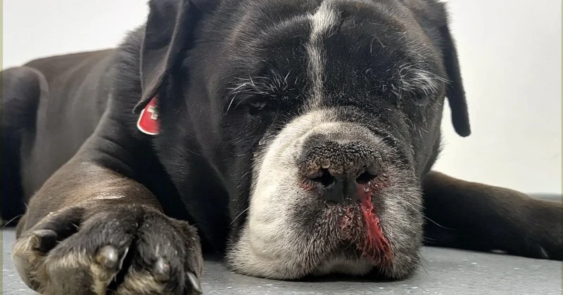How to Tell If Your Dog Has a Nasal Tumor: Signs to Watch