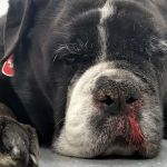 How to Tell If Your Dog Has a Nasal Tumor: Signs to Watch