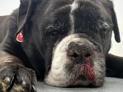 How to Tell If Your Dog Has a Nasal Tumor: Signs to Watch