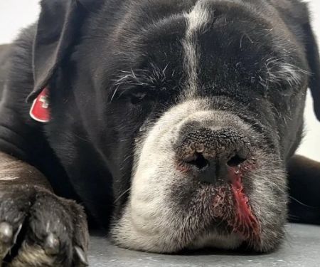 How to Tell If Your Dog Has a Nasal Tumor: Signs to Watch