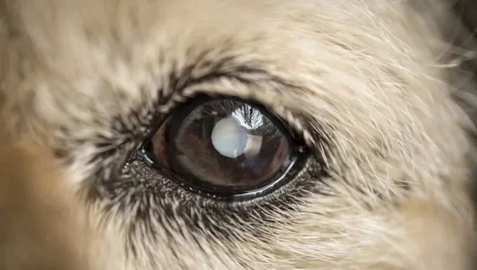 Symptoms of Cataracts in Dogs: Cloudy Eyes and Vision Loss