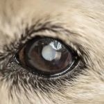 Symptoms of Cataracts in Dogs: Cloudy Eyes and Vision Loss