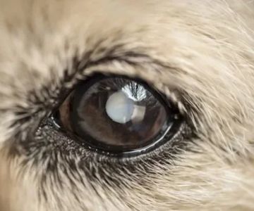 Symptoms of Cataracts in Dogs: Cloudy Eyes and Vision Loss