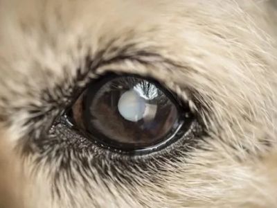 Symptoms of Cataracts in Dogs: Cloudy Eyes and Vision Loss