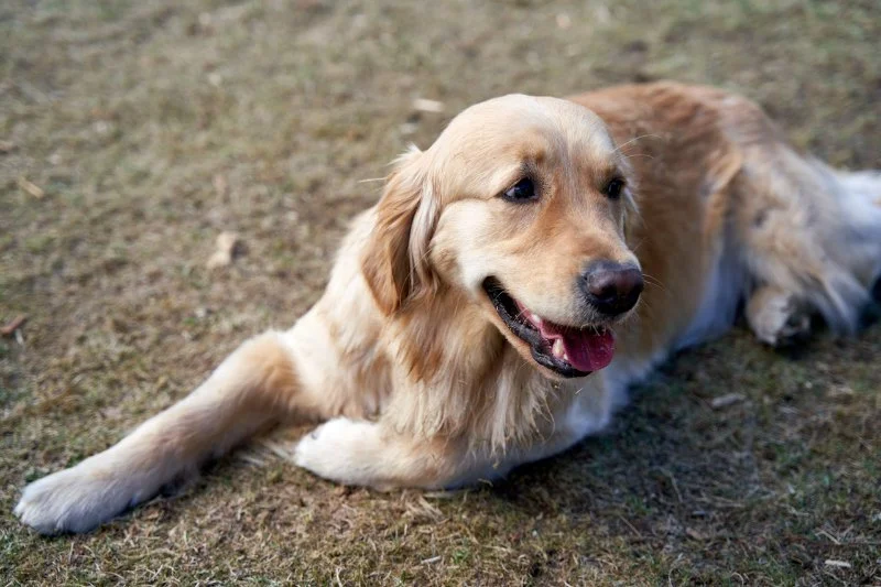 Why Is My Dog’s Poop Black? Signs of Internal Bleeding