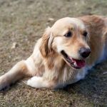 Why Is My Dog’s Poop Black? Signs of Internal Bleeding