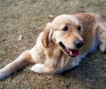 Why Is My Dog’s Poop Black? Signs of Internal Bleeding
