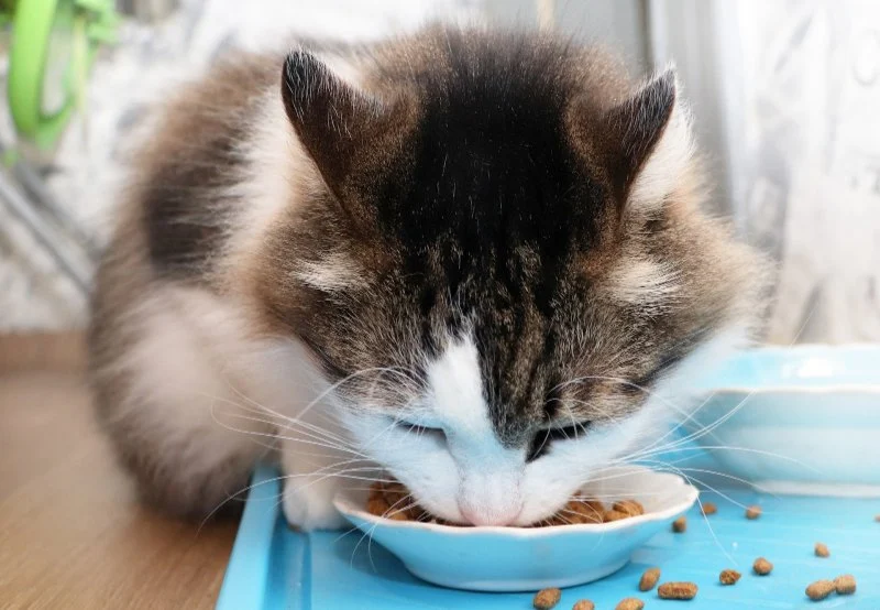 Common Cat Health Problems: Dental, Obesity and Skin Issues
