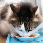 Common Cat Health Problems: Dental, Obesity and Skin Issues
