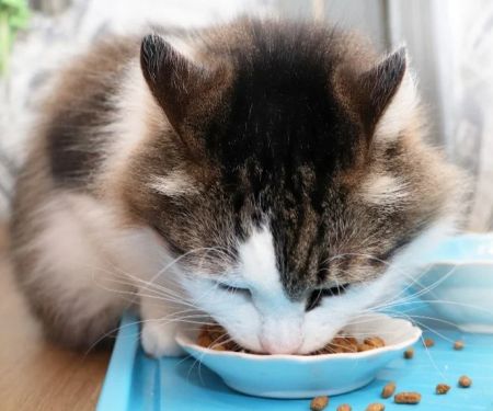 Common Cat Health Problems: Dental, Obesity and Skin Issues